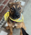 Duke - Photo 2
