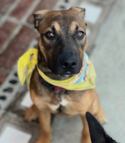 DUKE - Shepherd / Beagle available for adoption