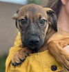 Duke - Photo 3