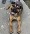 Duke - Photo 2