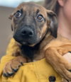 Duke - Photo 3
