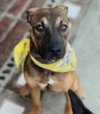 Duke - Photo 4