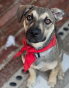 adoptable Dog in  named Hunter