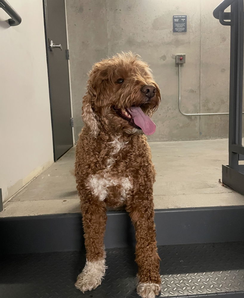 adoptable Dog in Dana Point, CA named Jaxen