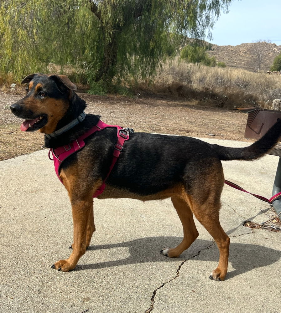 adoptable Dog in Dana Point, CA named Runi