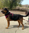 adoptable Dog in  named Runi