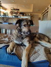 adoptable Dog in  named Frank