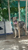 Frank - Photo 2