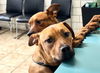 adoptable Dog in  named Willow and Sage