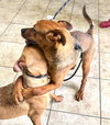 Willow and Sage - Photo 2