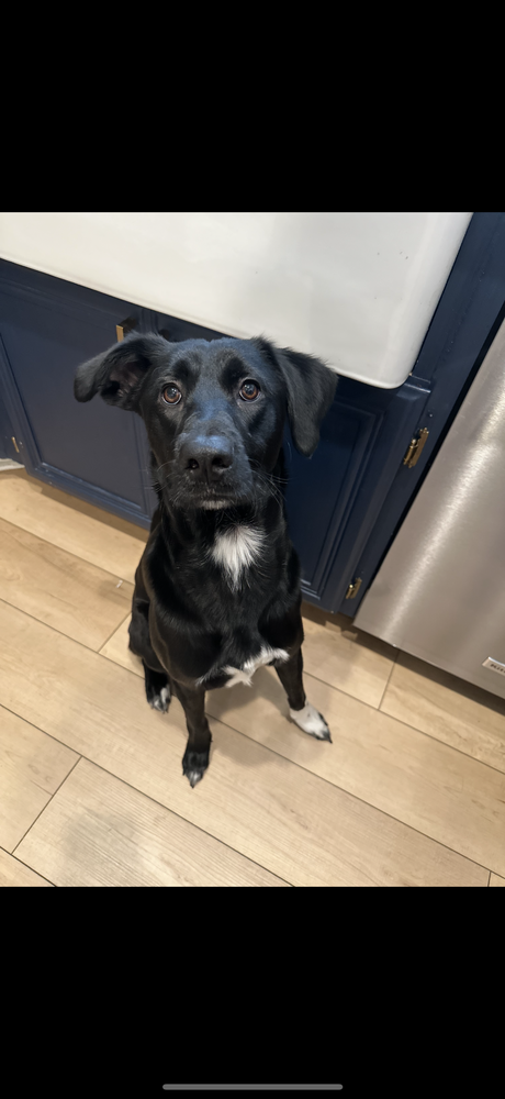 adoptable Dog in Dana Point, CA named Sirius Black