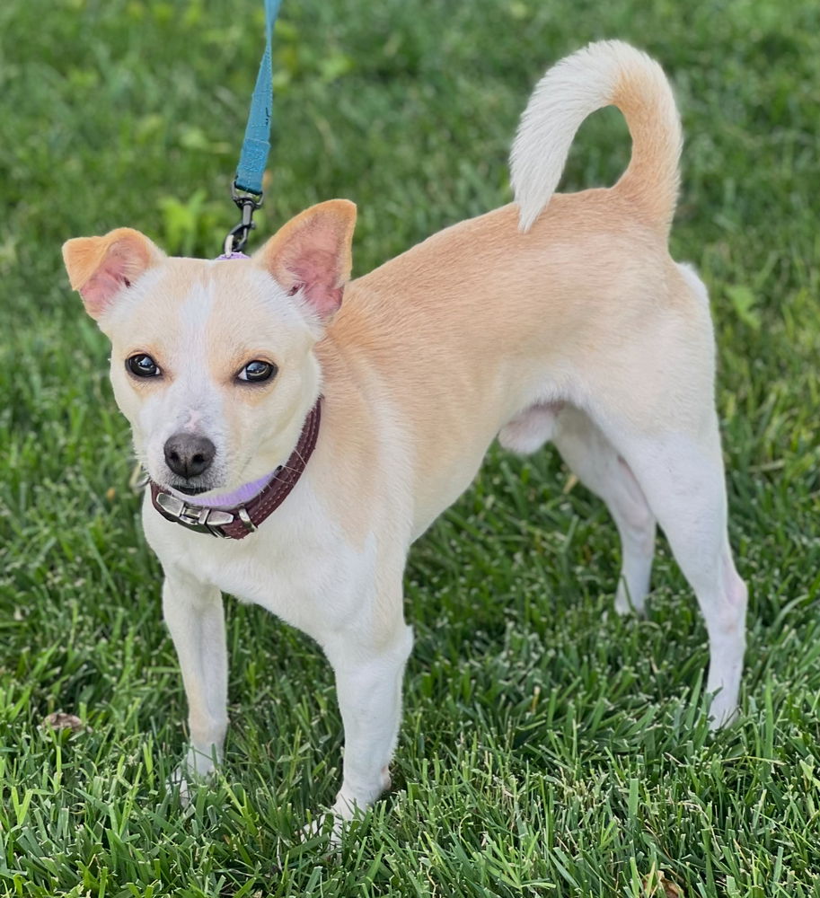 adoptable Dog in Dana Point, CA named Mikey