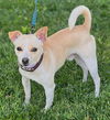adoptable Dog in  named Mikey