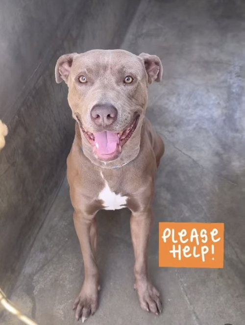 LIAM - Pit Bull Terrier / Great Dane available for adoption