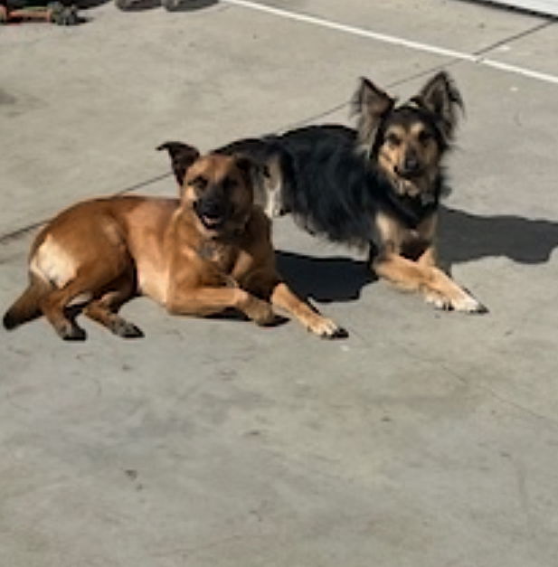 adoptable Dog in Dana Point, CA named Debo & Twinkle Toes