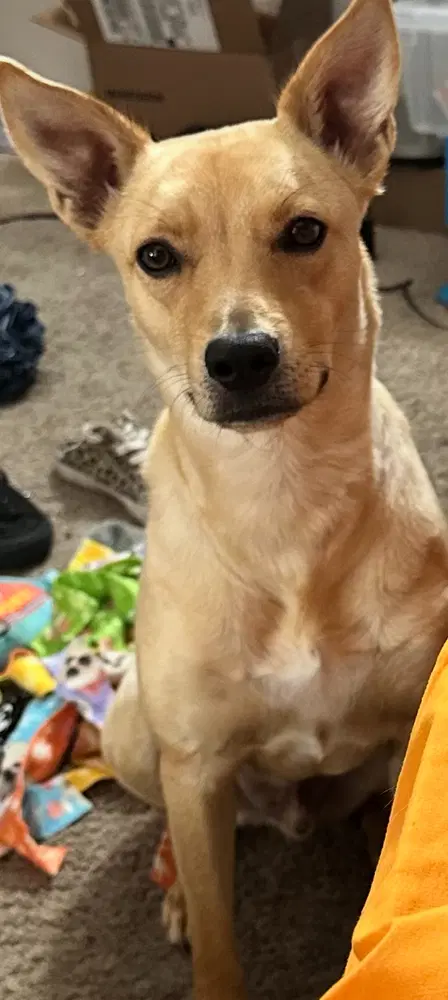 Bo - Terrier