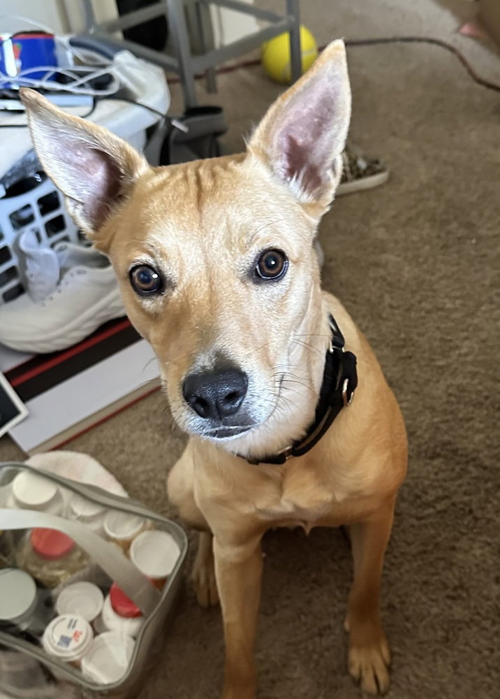 Bo