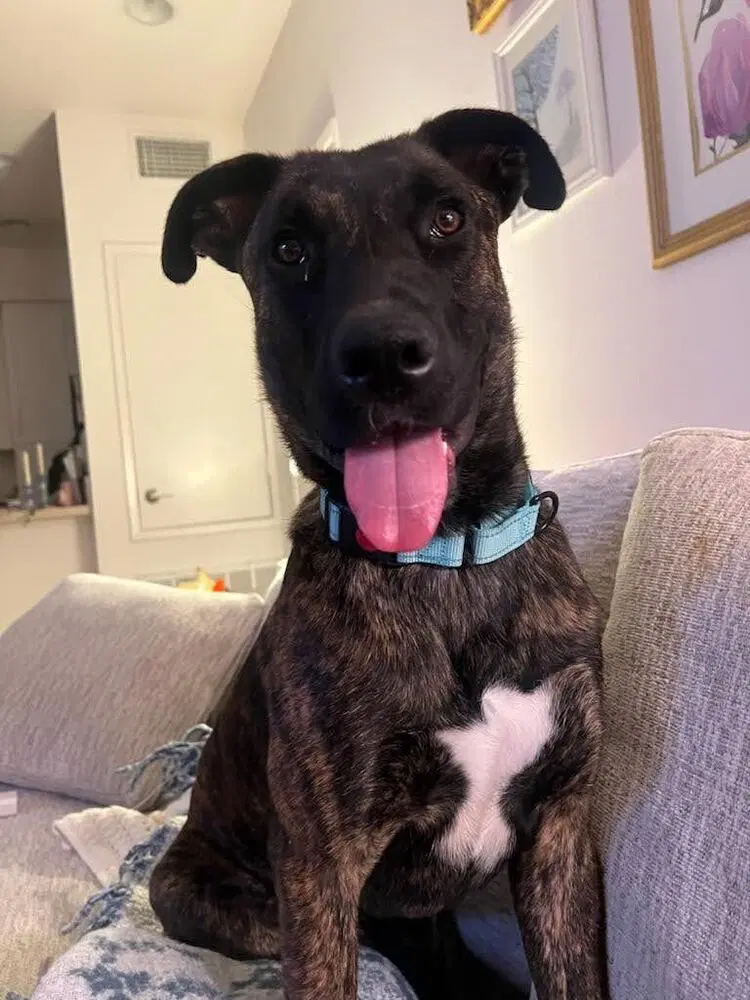 Moose  Theroux - Dutch Shepherd