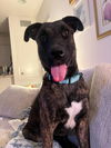 adoptable Dog in  named Moose / Theroux