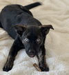 adoptable Dog in dana point, CA named Bella