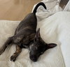 Bella - Photo 2
