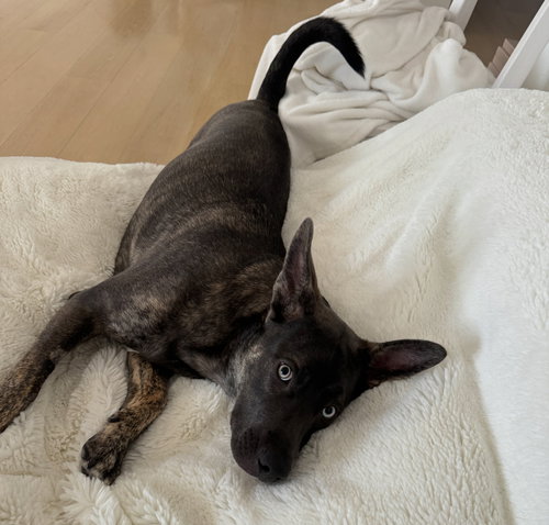 BELLA - Shepherd available for adoption