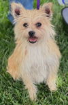 adoptable Dog in  named Lilo