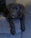 adoptable Dog in  named Jake