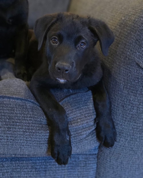 JAKE - Labrador Retriever / Rottweiler available for adoption