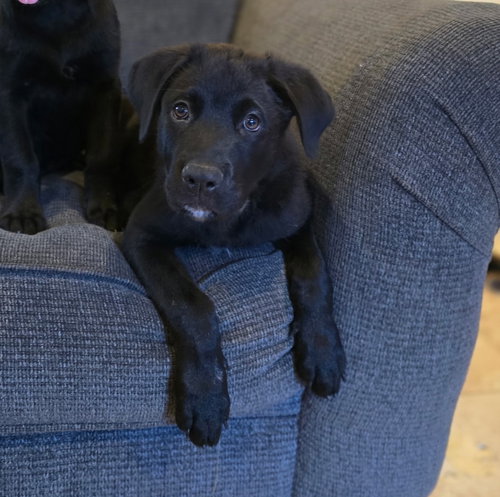 JAKE - Labrador Retriever / Rottweiler available for adoption