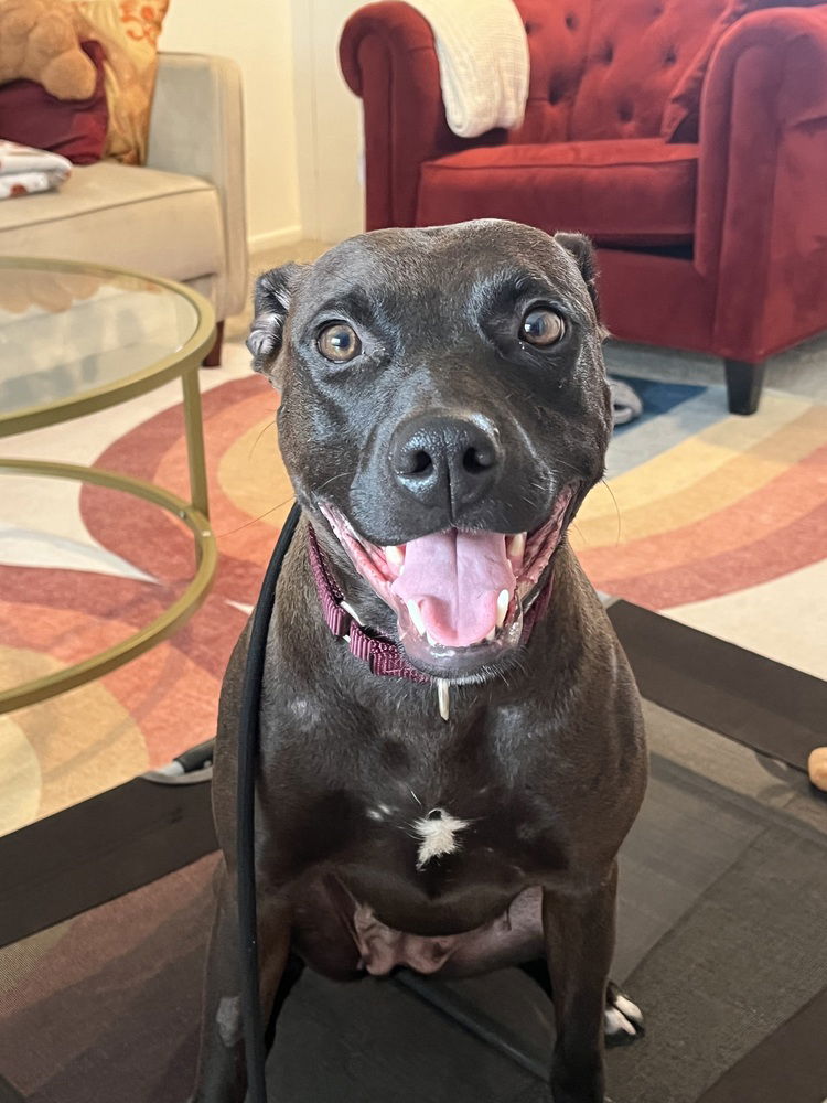 adoptable Dog in Dana Point, CA named Lucy