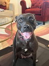 adoptable Dog in  named Lucy