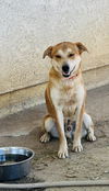 adoptable Dog in  named Kenzo