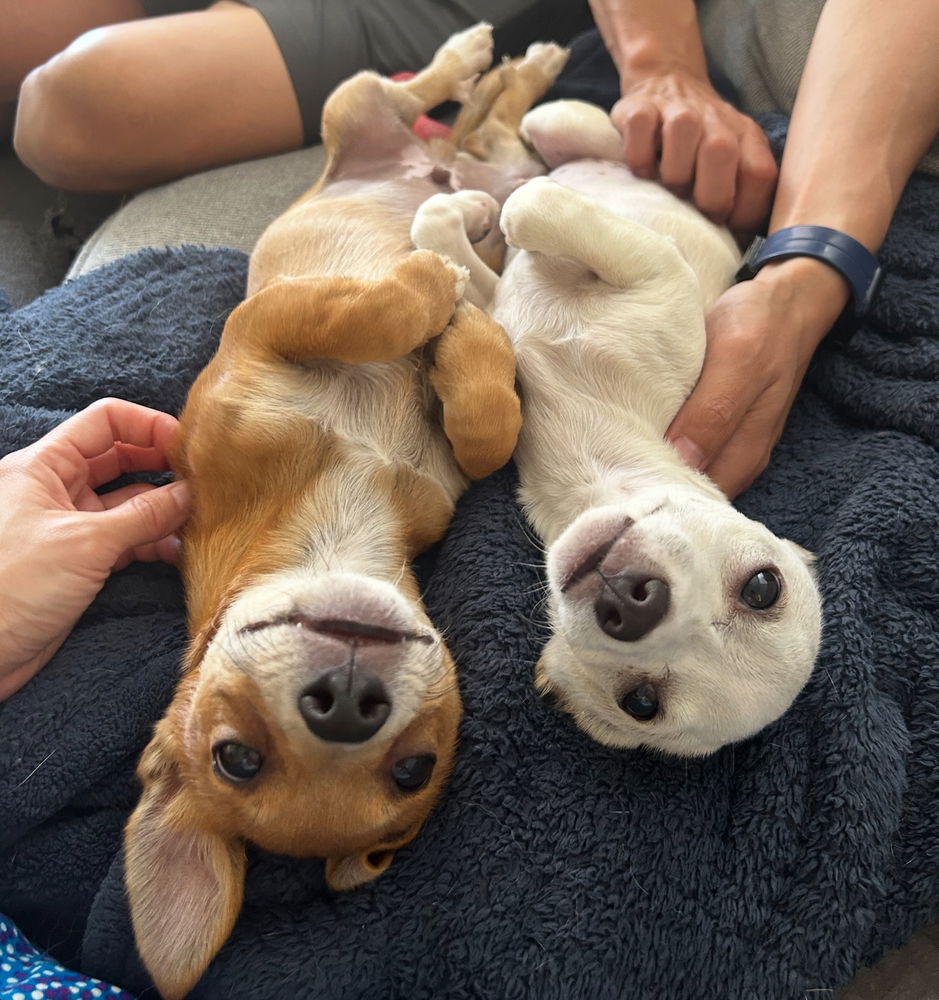 adoptable Dog in Dana Point, CA named Chip and Dale