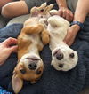 adoptable Dog in  named Chip and Dale