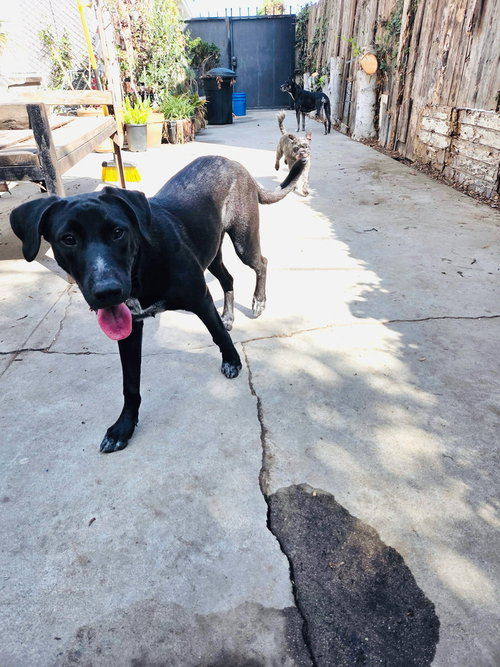 PERU - German Shepherd Dog / Pointer available for adoption