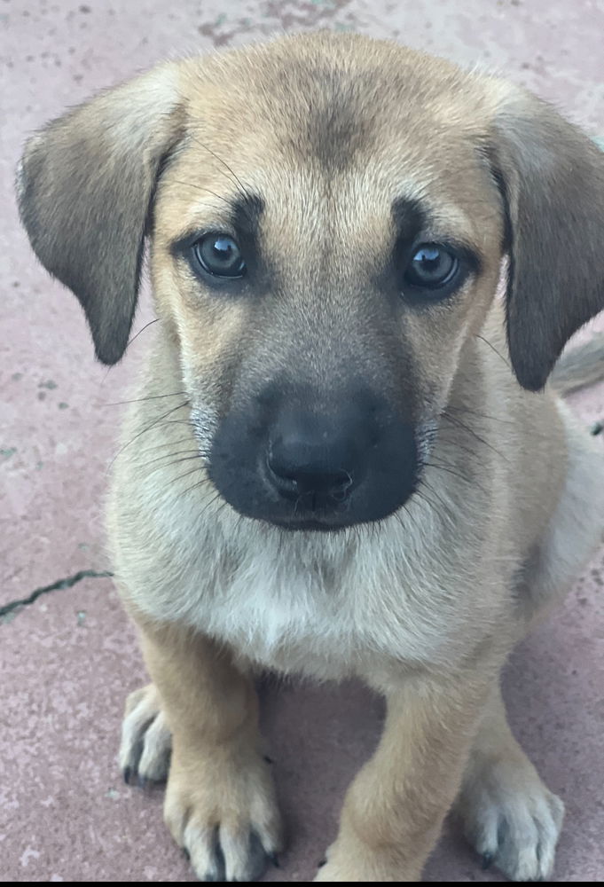 adoptable Dog in Dana Point, CA named Daisy