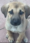 adoptable Dog in  named Daisy