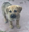 adoptable Dog in  named Scout