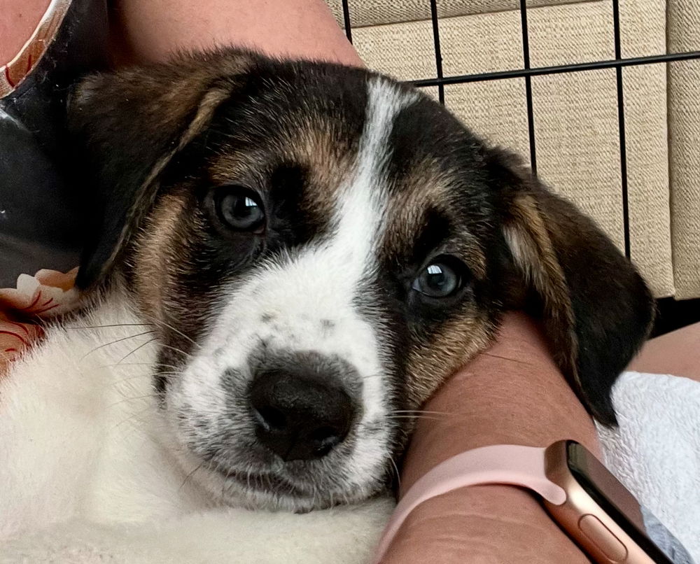 adoptable Dog in Dana Point, CA named Lunar