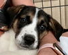 adoptable Dog in  named Lunar