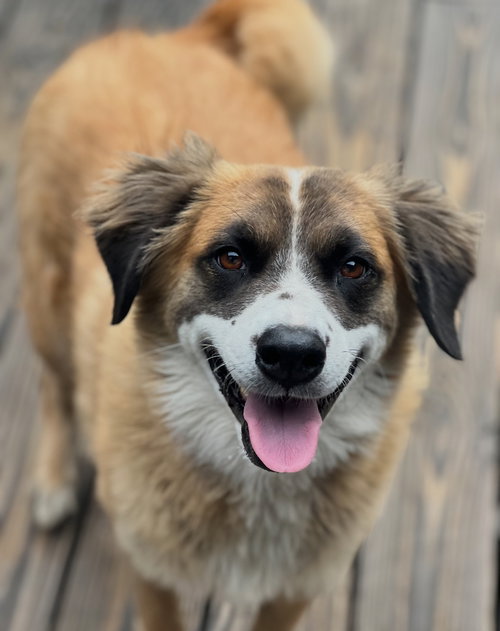 ALPHIE - Australian Shepherd available for adoption