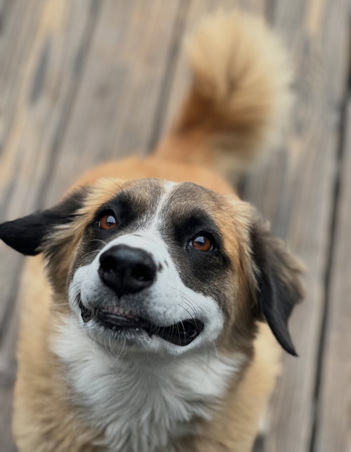 ALPHIE - Australian Shepherd available for adoption