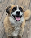 Alphie - Photo 3