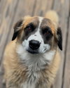 Alphie - Photo 4