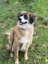 Alphie - Photo 2