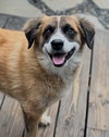 Alphie - Photo 4