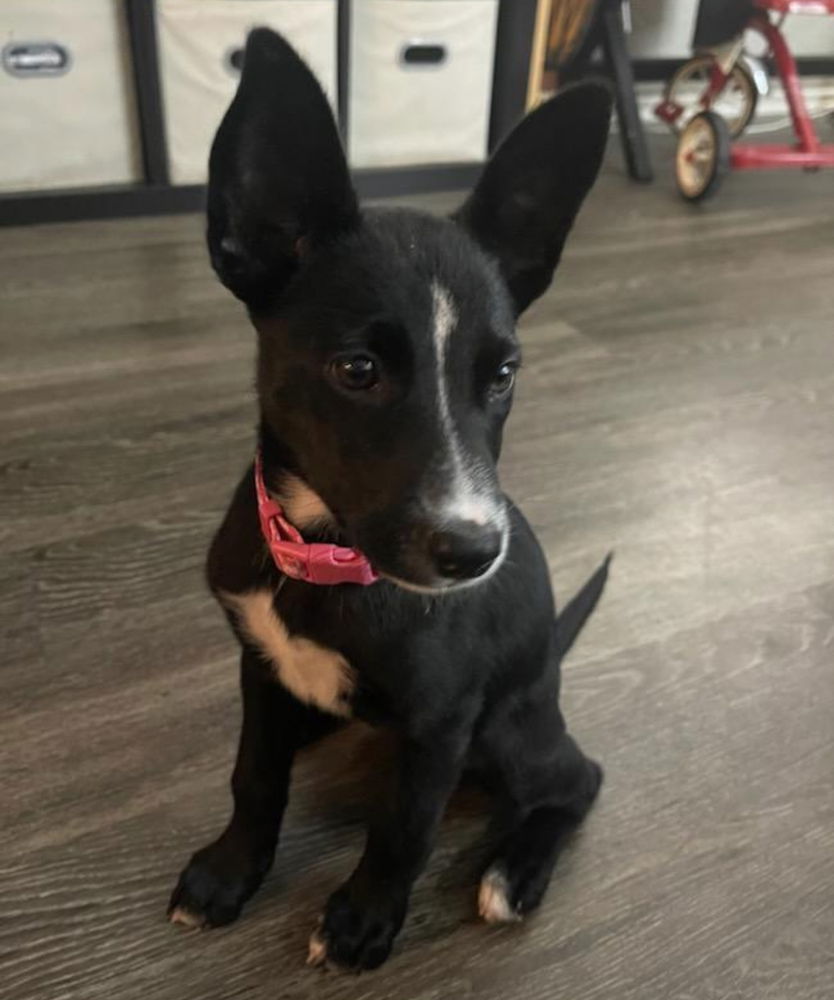 adoptable Dog in Dana Point, CA named Cassy