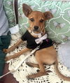 adoptable Dog in  named Chico