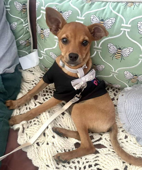 CHICO - Chihuahua available for adoption